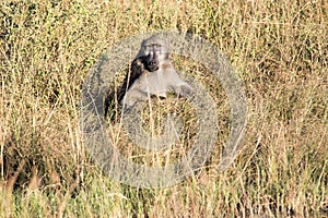 Big male Chacma Baboon, Papio ursinus griseipes, sitting in high grass, Bwabwata, Botswana