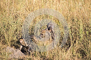 Big male Chacma Baboon, Papio ursinus griseipes, sitting in high grass, Bwabwata, Botswana