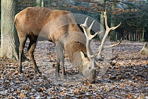 Big male Deer