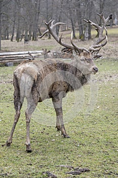 big male deer on grass in winter forest, Stuttgart, Germany