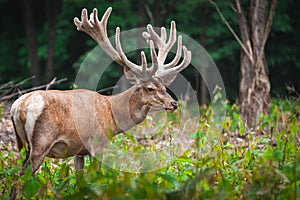 Big male deer standing in bushes and grass