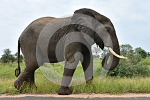 Big male elephant in african landscape