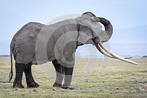 Big male elephant with huge ivory tusks standing in grassy plains of Amboseli in Kenya