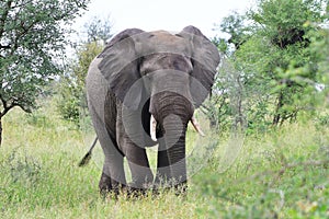 Big male elephant in Kruger national park