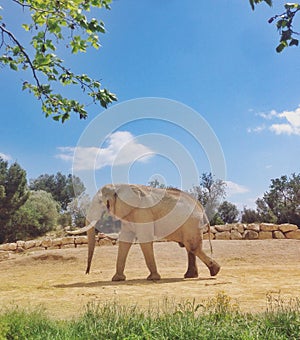 Male elephant in the Sigean African reserve photo