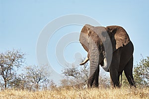 Big male elephant walking in the savannah