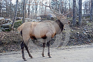 Big male elk with huge antlers on a sunny day in Omega Park, Montebello, Quebec, Canada. photo
