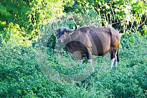 Big male of Endangered species Banteng (Bos javanicus) photo