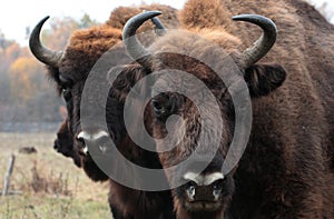 Big male of european bison stands in the autumn forest