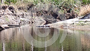 Big male gator spotted while hiking