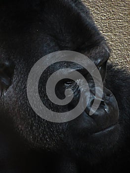 Big male gorilla: face closeup
