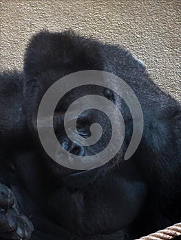 Big male gorilla: face closeup