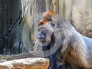 Big male gorilla looking at the camera