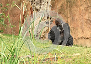 Big male gorilla sitting on grass photo