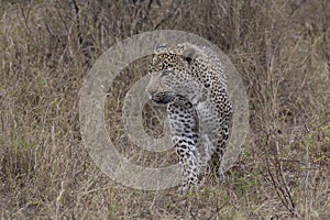 Big male leopard on the hunt for prey