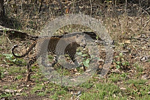 Big Male Leopard on a move at Tadoba Tiger reserve Maharashtra,India