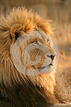 Big male lion