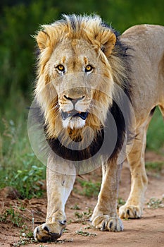 Big male lion, African, Transvaal or the Southeast African lion Panthera leo krugeri with black mane on the road. Portrait of a