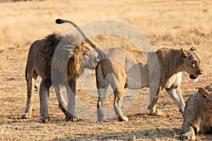 Big male lion approach a lioness to strengthen relationship in the pride