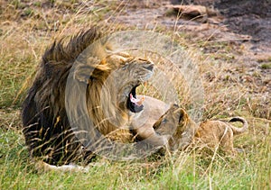 Big male lion with cub. National Park. Kenya. Tanzania. Masai Mara. Serengeti.