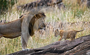 Big male lion with cub. National Park. Kenya. Tanzania. Masai Mara. Serengeti. photo