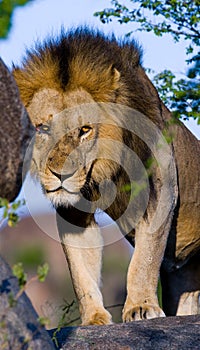 Big male lion with gorgeous mane on a big rock. National Park. Kenya. Tanzania. Masai Mara. Serengeti.