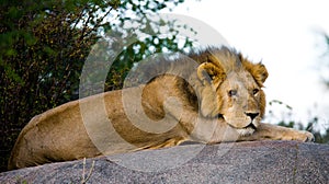 Big male lion with gorgeous mane on a big rock. National Park. Kenya. Tanzania. Masai Mara. Serengeti.