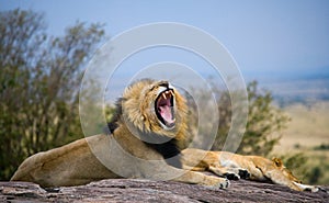 Big male lion with gorgeous mane on a big rock. National Park. Kenya. Tanzania. Masai Mara. Serengeti.