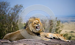 Big male lion with gorgeous mane on a big rock. National Park. Kenya. Tanzania. Masai Mara. Serengeti.