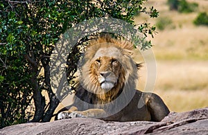 Big male lion with gorgeous mane on a big rock. National Park. Kenya. Tanzania. Masai Mara. Serengeti.