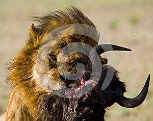 Big male lion with gorgeous mane eating prey. National Park. Kenya. Tanzania. Maasai Mara. Serengeti.