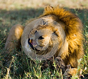 Big male lion with gorgeous mane eating prey. National Park. Kenya. Tanzania. Maasai Mara. Serengeti.