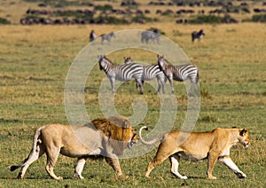 Big male lion with gorgeous mane goes on savanna. National Park. Kenya. Tanzania. Maasai Mara. Serengeti.