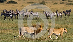 Big male lion with gorgeous mane goes on savanna. National Park. Kenya. Tanzania. Maasai Mara. Serengeti.