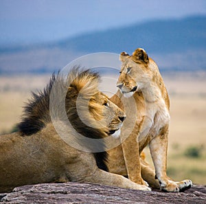 Big male lion with gorgeous mane and lioness on a big rock. National Park. Kenya. Tanzania. Masai Mara. Serengeti.