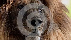 Big male lion king beautiful morning portrait, Southwest African lion close look filmed on high quality high speed