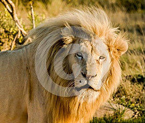 Big male lion laying down on an african savanna during sunset.