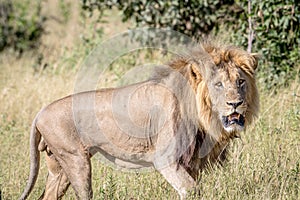 Big male Lion looking at the camera.