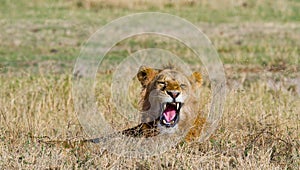Big male lion lying in the grass and yawns in the morning. National Park. Kenya. Tanzania. Maasai Mara. Serengeti.