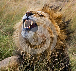 Big male lion lying in the grass and yawns in the morning. National Park. Kenya. Tanzania. Maasai Mara. Serengeti.