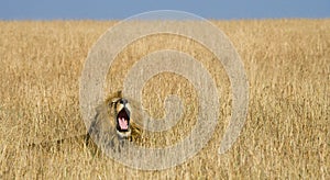 Big male lion lying in the grass and yawns in the morning. National Park. Kenya. Tanzania. Maasai Mara. Serengeti.