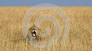 Big male lion lying in the grass and yawns in the morning. National Park. Kenya. Tanzania. Maasai Mara. Serengeti.