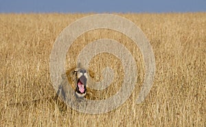 Big male lion lying in the grass and yawns in the morning. National Park. Kenya. Tanzania. Maasai Mara. Serengeti.