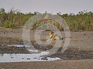 Big male lion lying next to a water hole