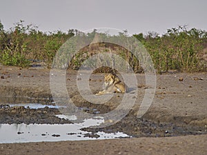 Big male lion lying next to a water hole