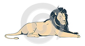 Big male lion lying on white background