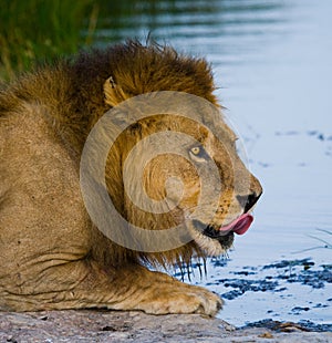 Big male lion with a mane of gorgeous drinking water. National Park. Kenya. Tanzania. Masai Mara. Serengeti.