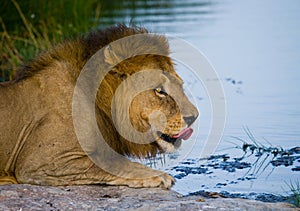 Big male lion with a mane of gorgeous drinking water. National Park. Kenya. Tanzania. Masai Mara. Serengeti.