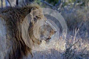 Big male lion (Panthera leo)