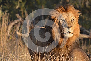 Big male Lion (Panthera leo)